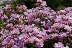 ラベンダー・ドリーム