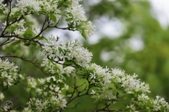 昭和記念公園　３