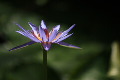 静光