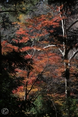 谷間に燃える