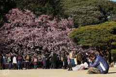 花に群がる