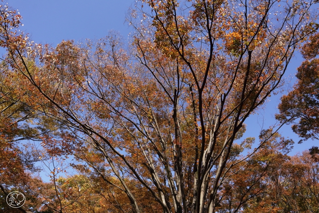空に広がる紅葉　１