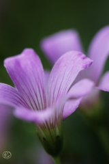 足元の花　６