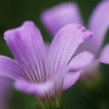 足元の花　６