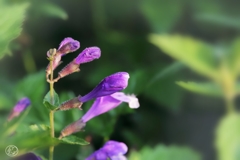 その名こそ 恐ろしげなる 花なれど 愛しかるべし ラショウモンカズラ