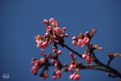 春の先駆け　２