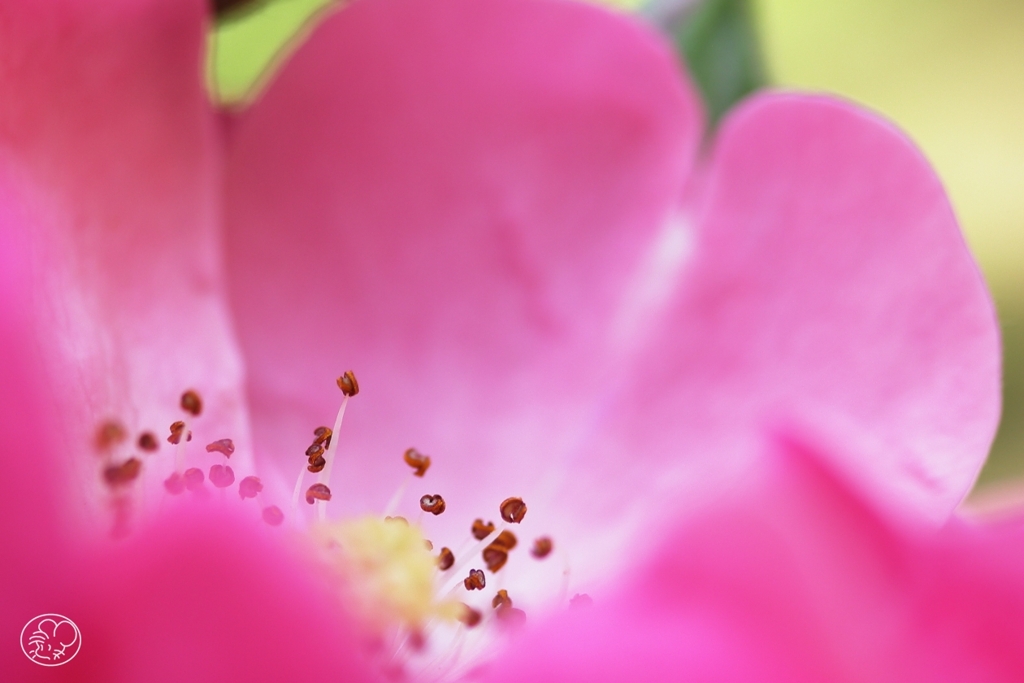 散歩道の花　４
