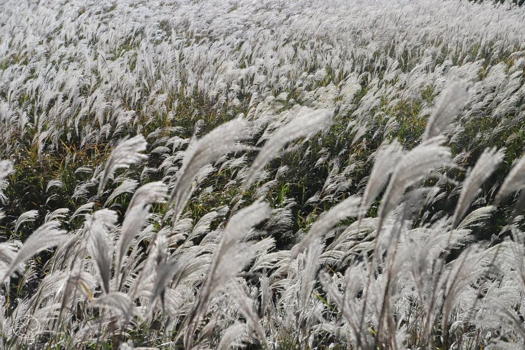 箱根仙石原　２