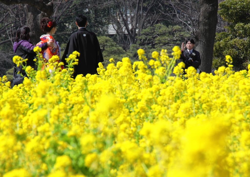 菜の花畑