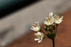 嫌われ者と言われても