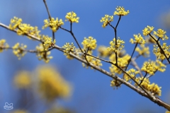 春がはじける　２