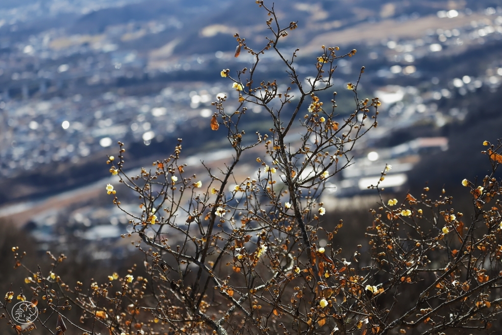 宝登山　１