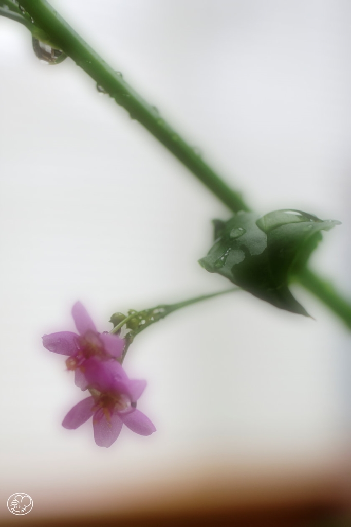 夢