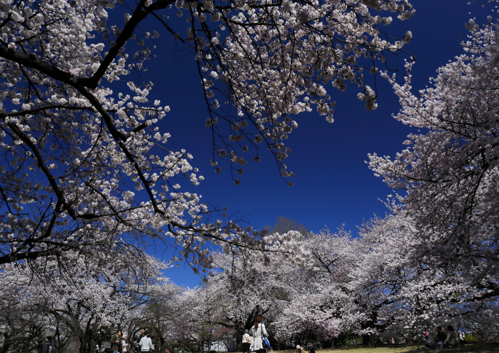 花見日和