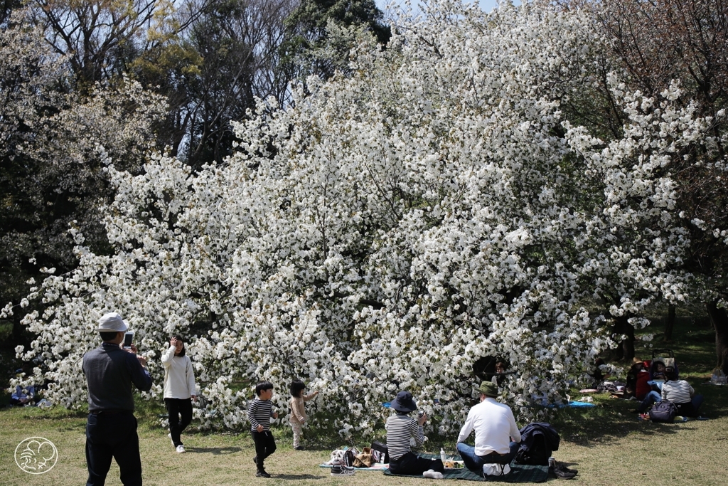 お花見は芝生の上で