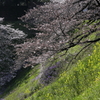 牛ケ淵の桜
