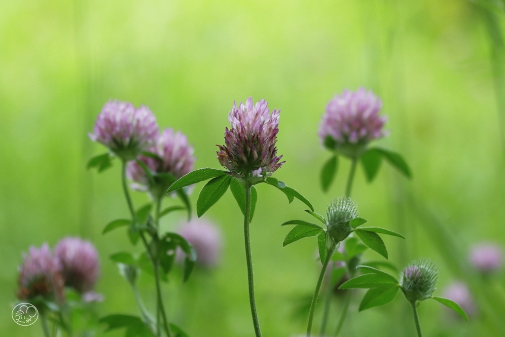 道端の花　７