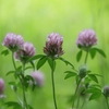 道端の花　７