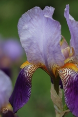 公園の花　２