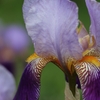 公園の花　２