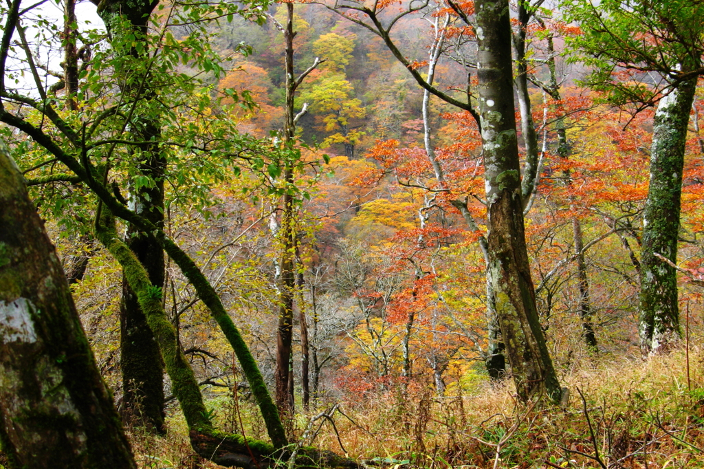 山紅葉