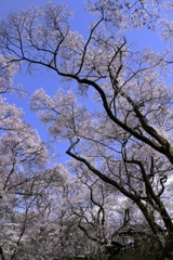 高遠の桜　１