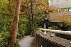 ポーラ美術館の紅葉　２