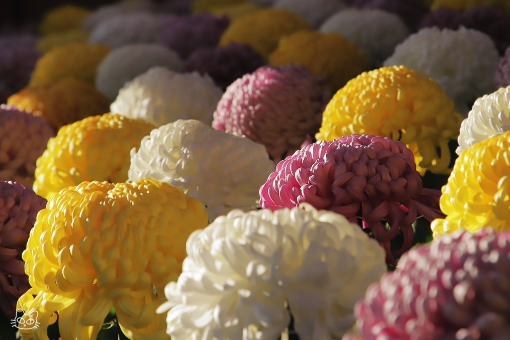 新宿御苑菊花壇展　６