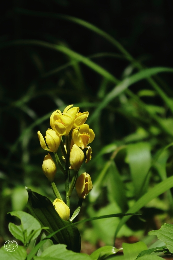 多摩の野生花　２