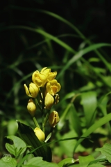 多摩の野生花　２