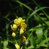 多摩の野生花　２