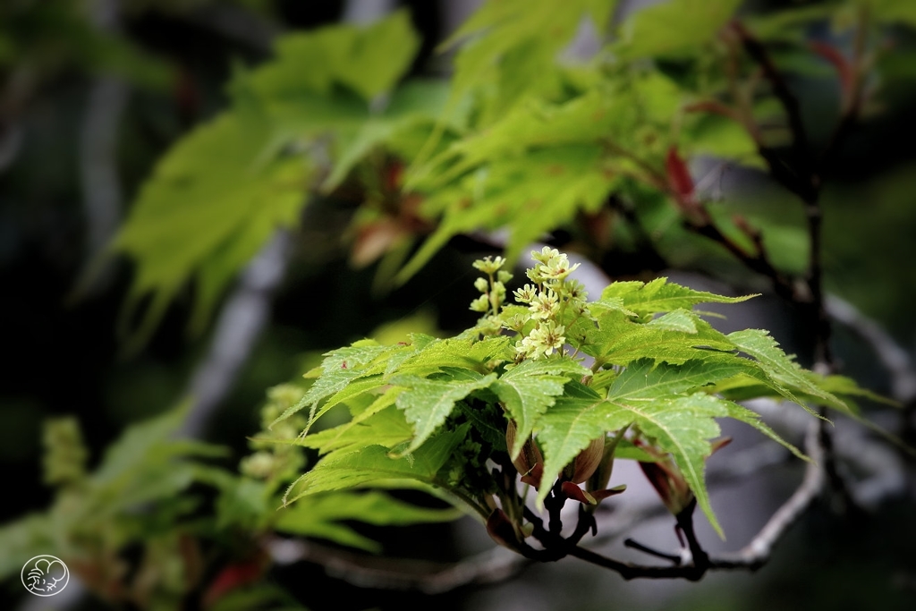 溌剌と 花を飾りし 若葉あり ミネカエデとぞ その名を知れり