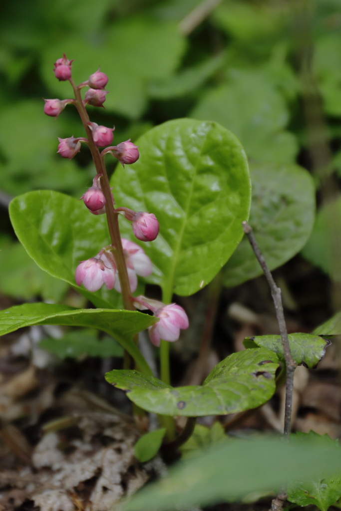 ベニバナイチヤクソウ