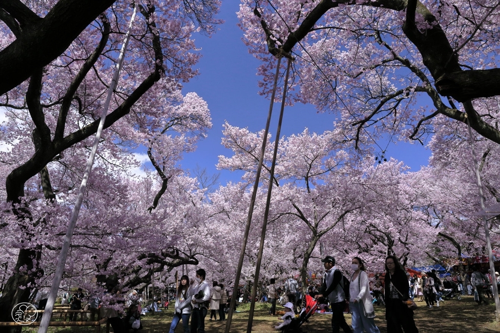 高遠の桜 －１８