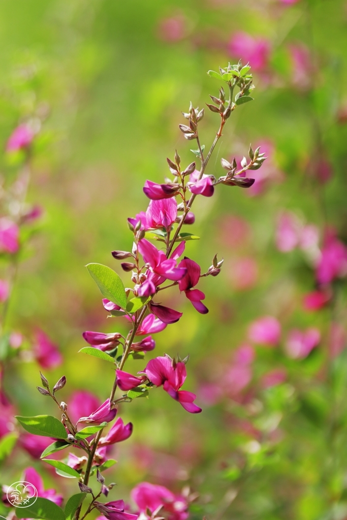 秋華　６