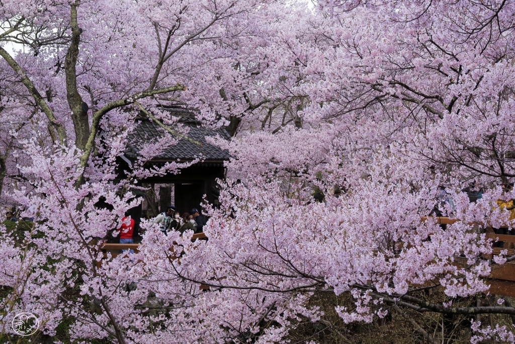 高遠の桜 －５