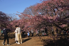 河津桜　２