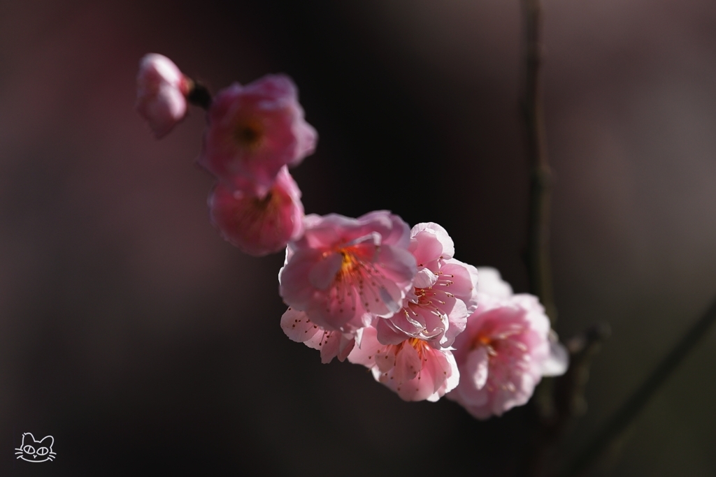 静かに匂う by おんち・はじめ （ID：13397182） - 写真共有サイト