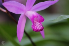 家の花　４