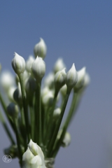 秋華　３