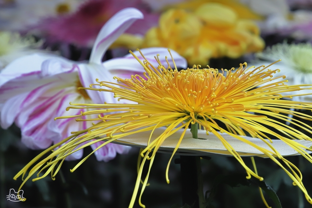 新宿御苑菊花壇展　４