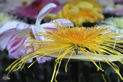 新宿御苑菊花壇展　４