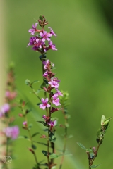 秋華　１１
