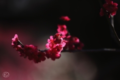 梅　７
