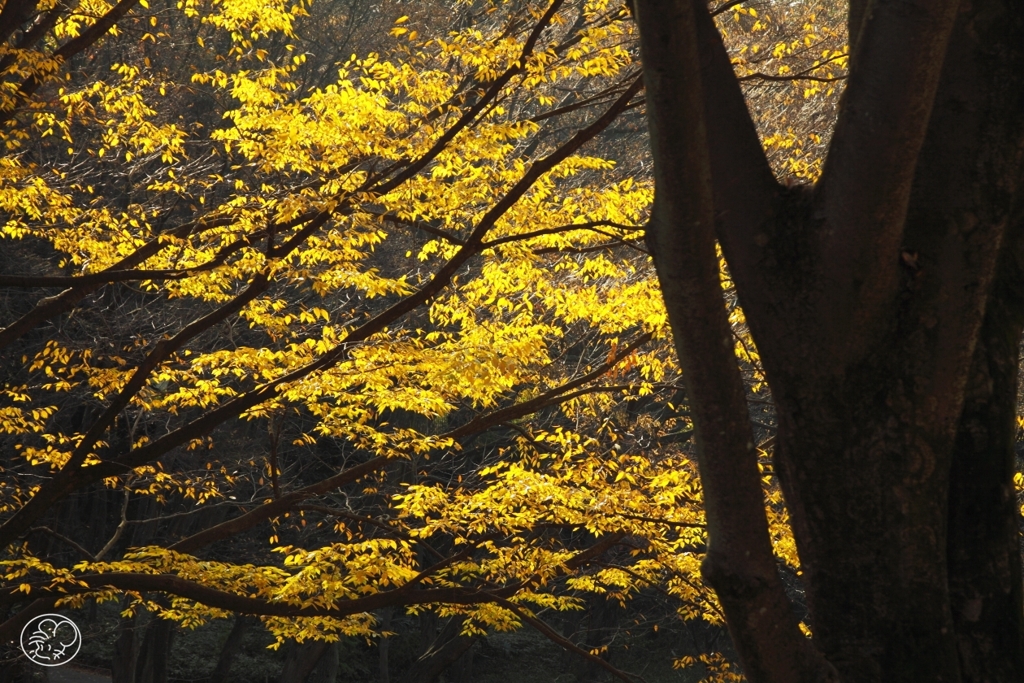 代々木公園の黄葉