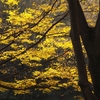 代々木公園の黄葉