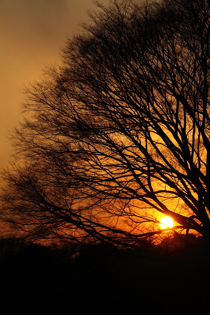 公園の夕日