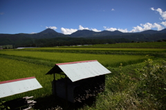 田園晩夏