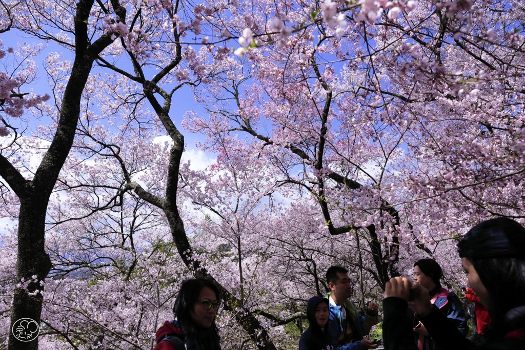 高遠の桜 －１２