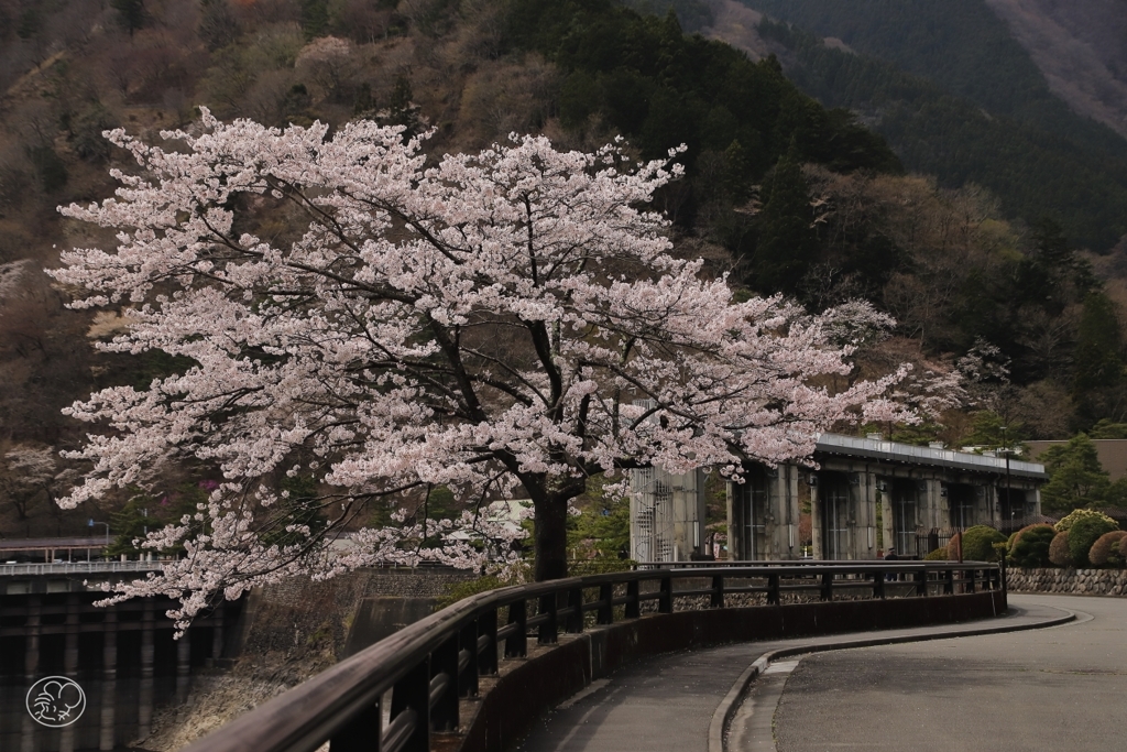 奥多摩湖の桜　９